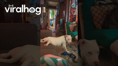 Fred Is Ready for Bed || ViralHog