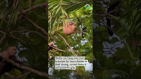 Sloth Holds on Tight to Tree Branch || ViralHog