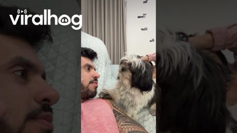 Puppy Asks Man to Play in a Cute Way || ViralHog