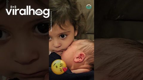 Toddler Protective While Cuddling With Baby Brother || ViralHog