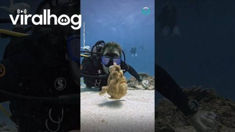 Diver Has a Rare Encounter With an Anglerfish || ViralHog