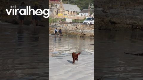 Gull Steals My Dog's Boll || ViralHog