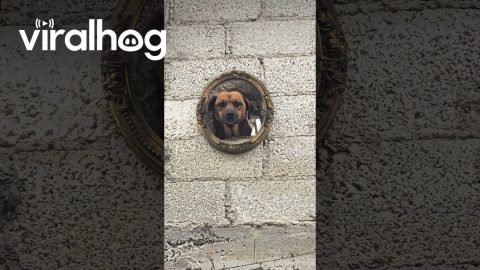 Dogs Peek Through Framed Hole in Wall || ViralHog