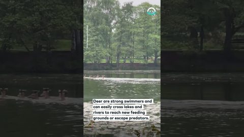 Deer Swim Across Lake || ViralHog