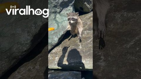 Cheeto for Our Lady Raccoon || ViralHog