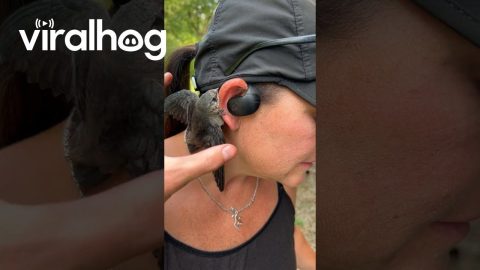 Little Bird Clings to Ear || ViralHog