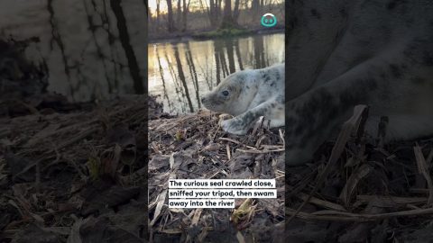 A Seal in the Forest || ViralHog