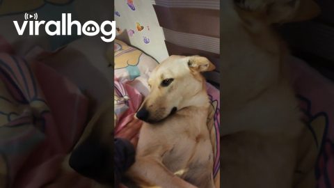 Cozy Dog Tucked Into Bed || ViralHog