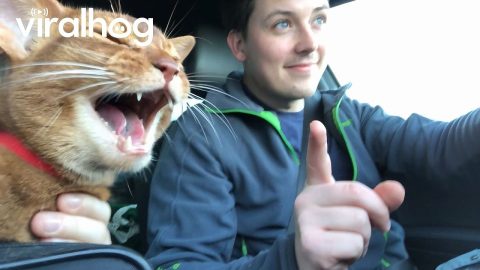 Funniest Animal Moments 😹 || ViralHog