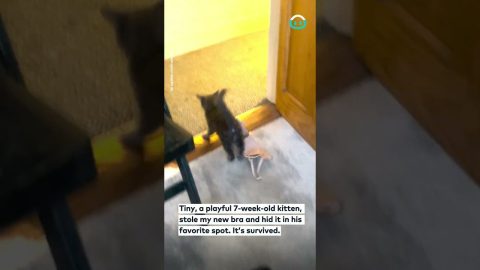 Kittens New Favorite Toy || ViralHog