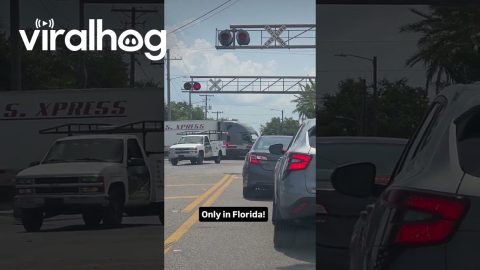 Impatient Drivers Go Around Train Crossing Rails || ViralHog