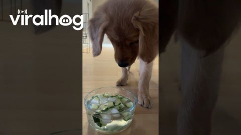 She's a Classy Lady Who Only Drinks Cucumber Water || ViralHog