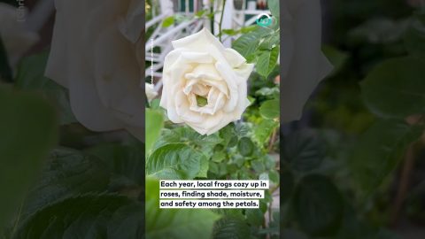 Tiny Frog Makes Home INSIDE Rose Flower || ViralHog