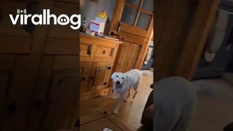 How We Tell Our Deaf Dog Its Walk Time || ViralHog