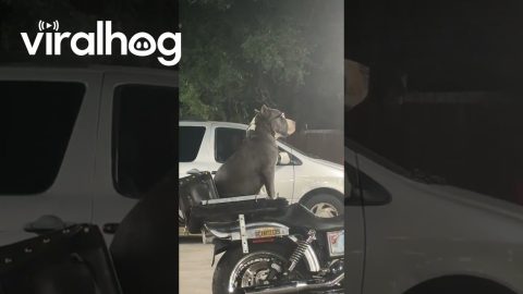 Cool Dog In Sunglasses Riding Backseat on a Motorcycle || ViralHog