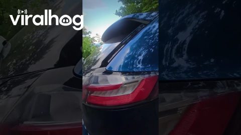 Man Calmly Coaxes Black Bear Out Of Car || ViralHog