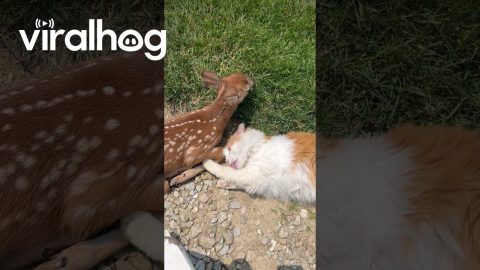 Cat and Fawn Play || ViralHog