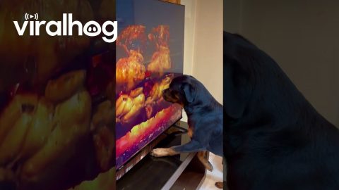 Rottweiler Tries to Lick TV Chicken || ViralHog
