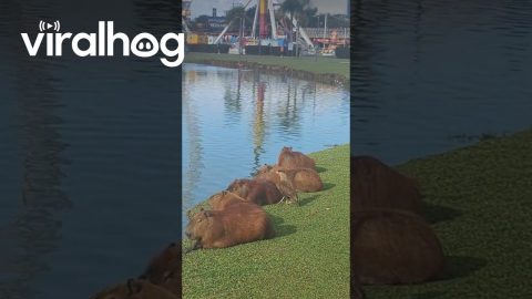 Caracara Pets Capybara || ViralHog