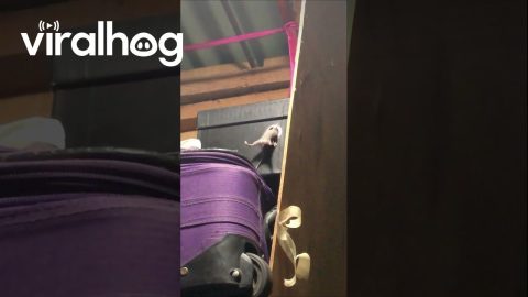 Rat Helps His Buddy || ViralHog