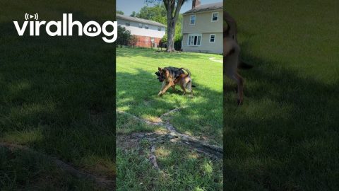 Dogs Get Stuck on Spin Cycle || ViralHog
