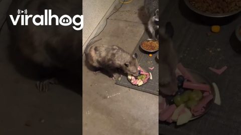 Opossum, Skunk, Raccoon, and Cat Having Dinner on the Porch || ViralHog