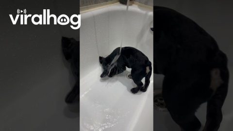 French Bulldog Puppy Bathtime || ViralHog