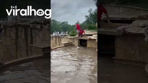 Deer Rescue in Texas Hill Country Flood 2025 || ViralHog