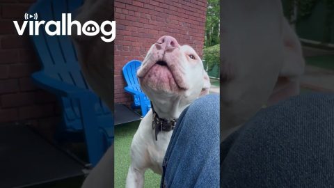 Spoiled Pittie Wants to be a Lapdog || ViralHog