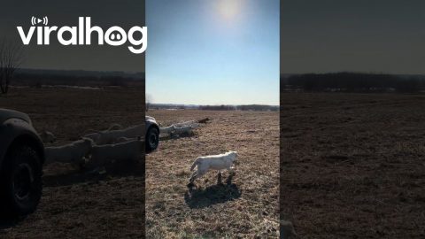 A Car Full of Dogs Gets Released for a Run || ViralHog