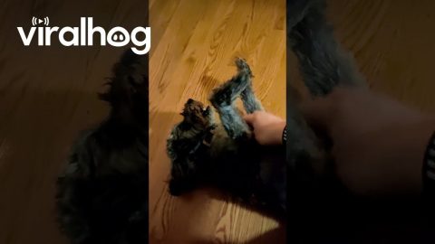 Alana Is Normally Quiet and Subdued, Except When She Greets Me || ViralHog