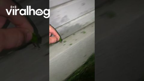 Ant Granted Warp Speed Reaches Anthill Faster || ViralHog