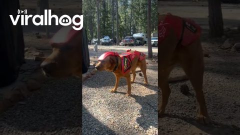 New Bike Is Running a Little Ruff || ViralHog