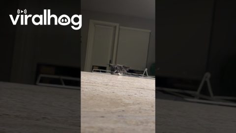 Playing Hide and Seek With Mustachioed Cat || ViralHog