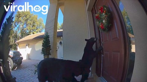 Best Bear Moments Caught on Camera! 🤣 || ViralHog