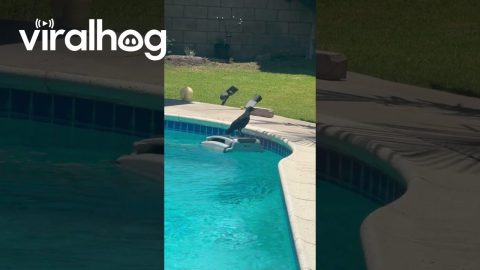 Crow Riding a Pool Skimmer || ViralHog