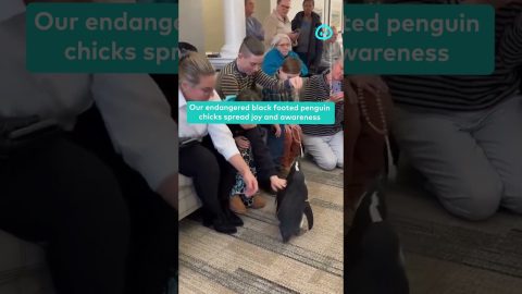 Penguins Visit Friends at an Assisted Living Home || ViralHog Shorts