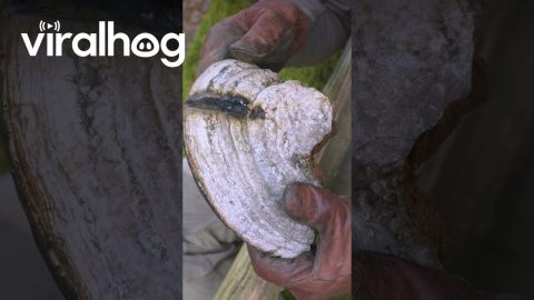 Tinder Fungus Used As Primitive Fire Starter || ViralHog