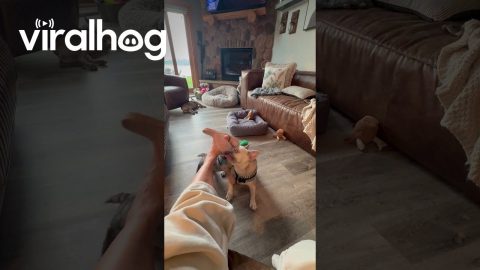 Puppy Acts Tough While Roughhousing || ViralHog