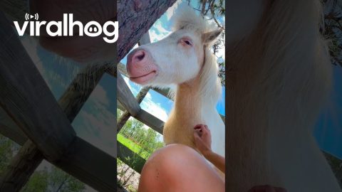 Petting a Sleepy Pony || ViralHog