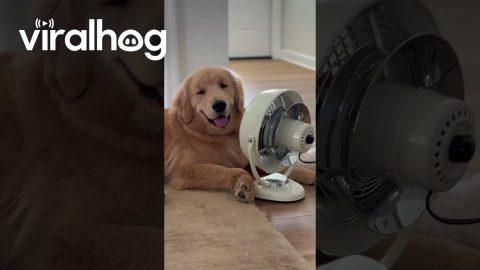Golden Retriever Pup and His Biggest Fan || ViralHog