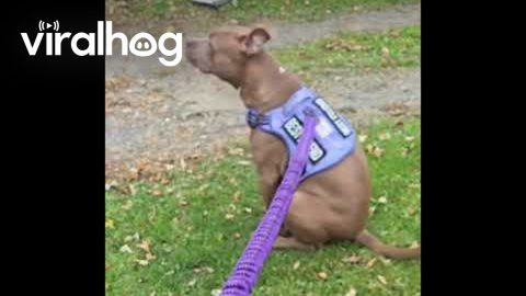 Dog Wipes On Command || ViralHog