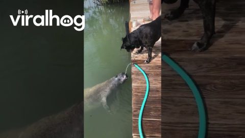 Land And Sea Puppies Share Water Hose || ViralHog