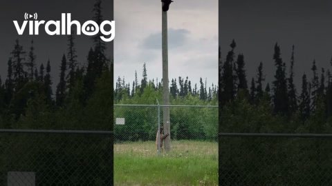 Older Black Bear Pins Younger Up Utility Pole || ViralHog