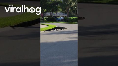 Alligator Emerges From Residential Bushes || ViralHog