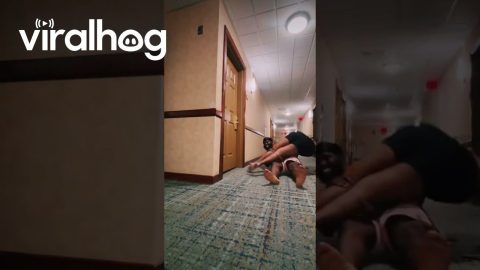 He Really Asked for a Roll of Tissue || ViralHog