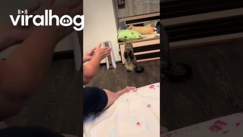 Cat Dances to Pat-a-Cake Song || ViralHog