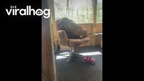 Trying to Find Comfort on a Wobbly Chair || ViralHog