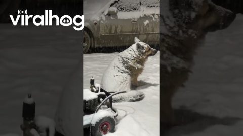Otto Lays Out in the Snow || ViralHog
