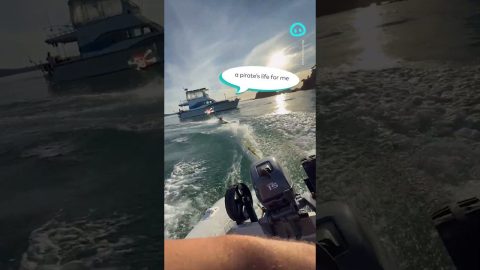 Pirate French Bulldog Surfs Behind Boat || ViralHog Shorts